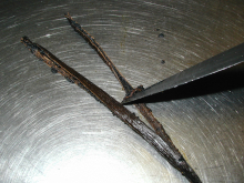 scraping seeds from a vanilla bean pod